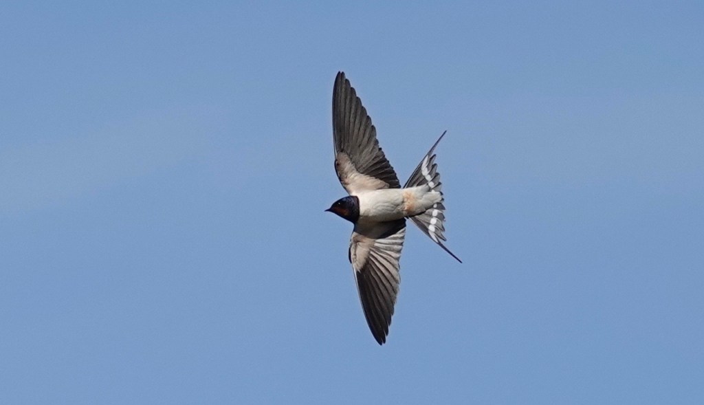 Swifts, Swallows &&nbsp;Martins