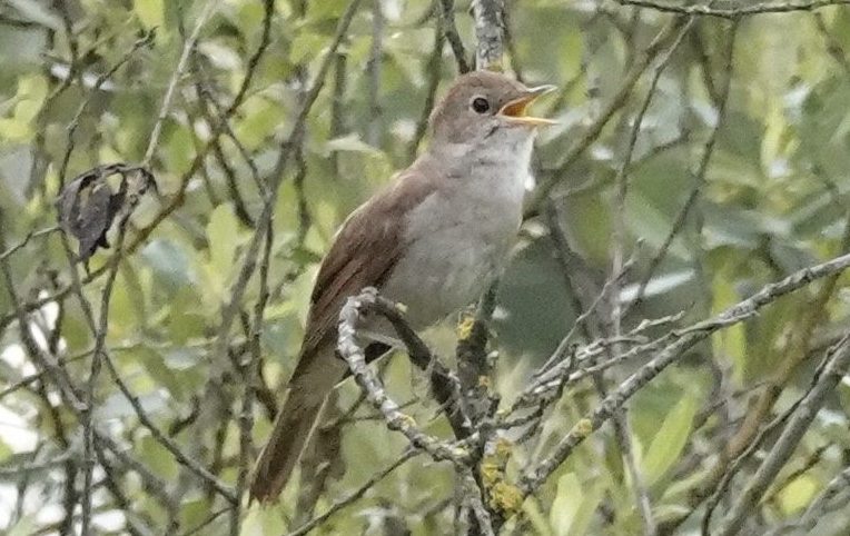 A Nightingale sang…