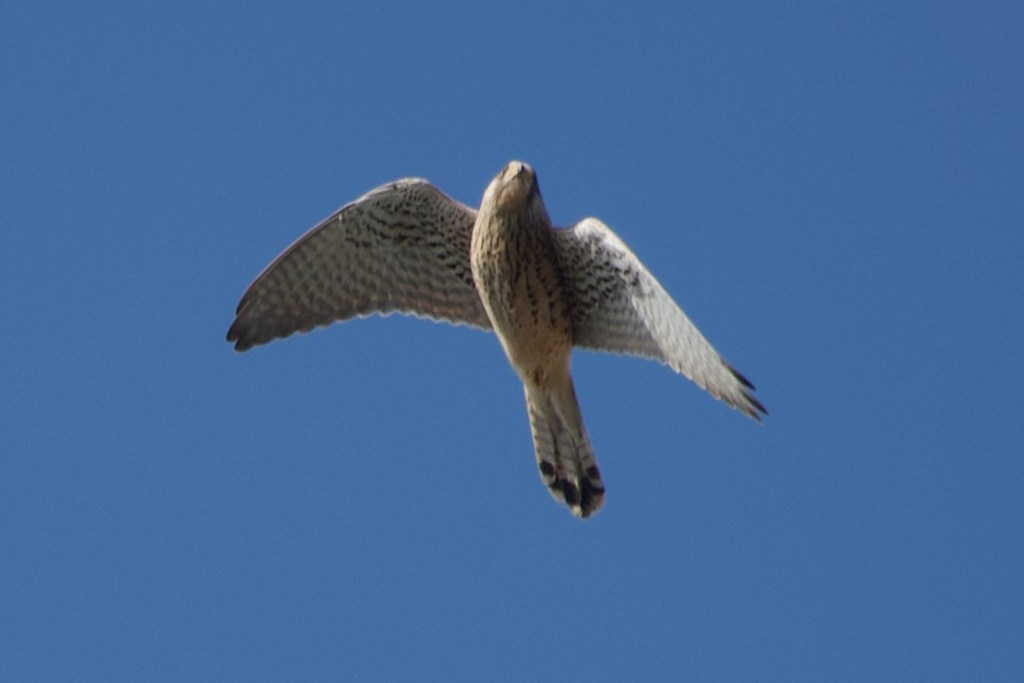 Love in the&nbsp;air