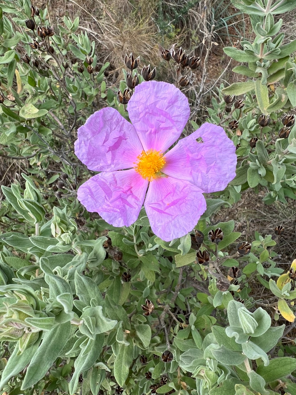 Back to San&nbsp;Anton